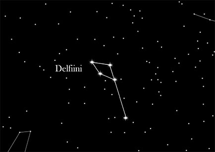 Delfiini